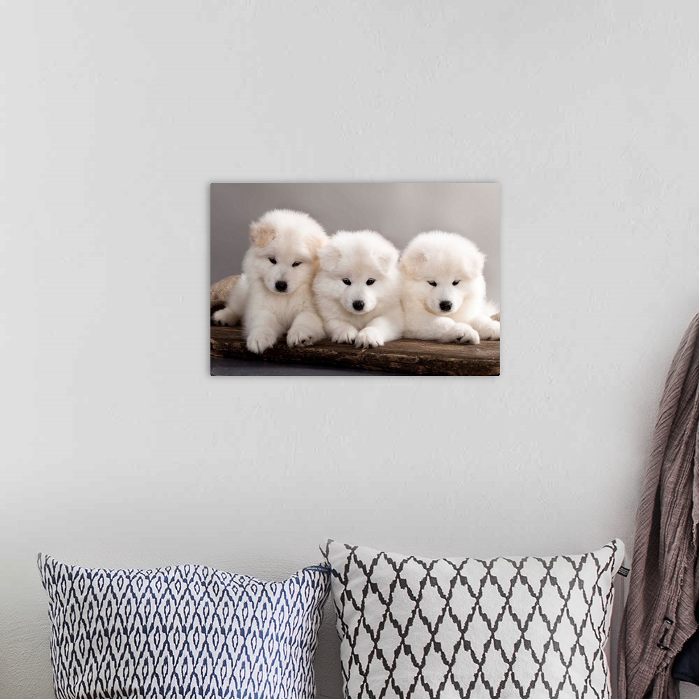 A bohemian room featuring Funny Samoyed puppies