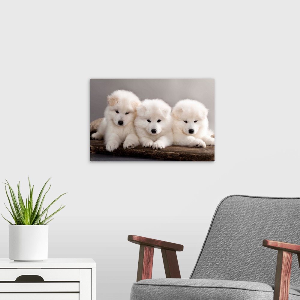 A modern room featuring Funny Samoyed puppies