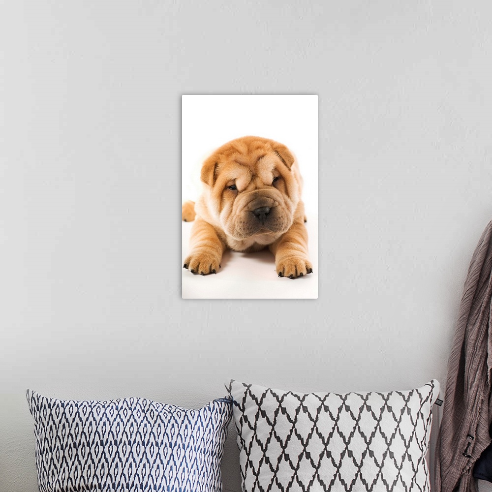 A bohemian room featuring Funny sharpei puppy