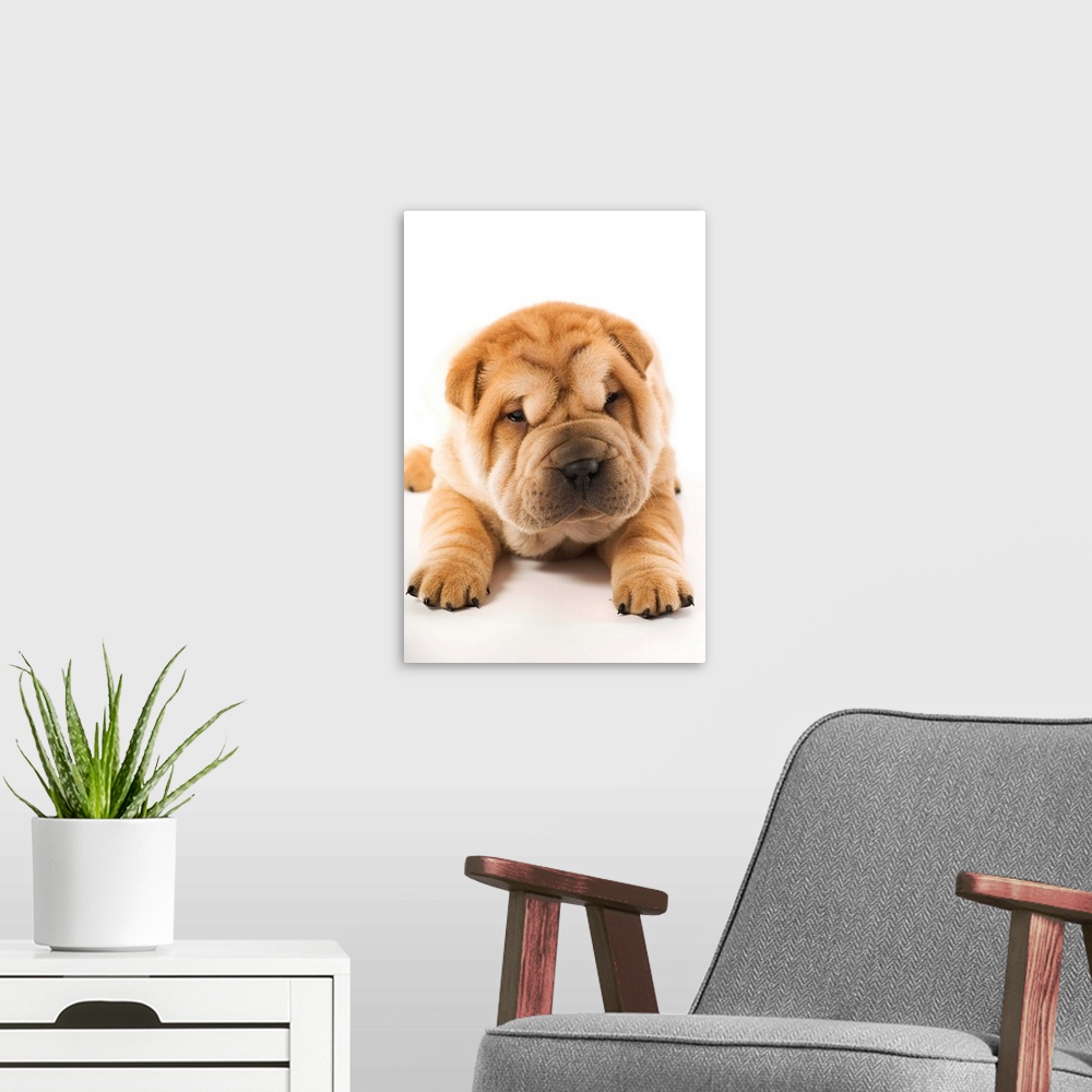 A modern room featuring Funny sharpei puppy