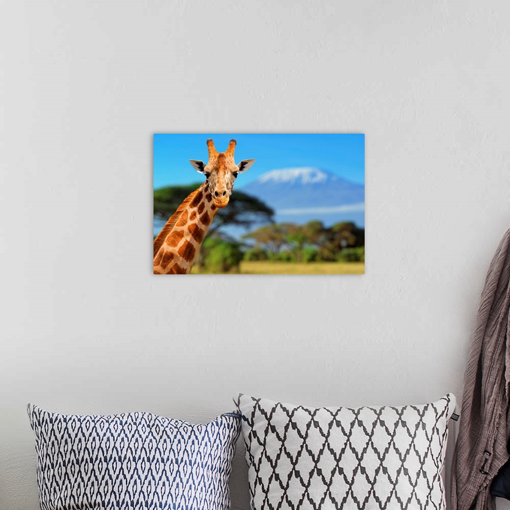 A bohemian room featuring Giraffe in front of Kilimanjaro mountain, Amboseli national park, Kenya.