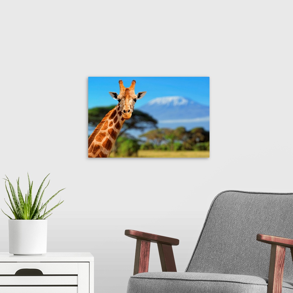 A modern room featuring Giraffe in front of Kilimanjaro mountain, Amboseli national park, Kenya.