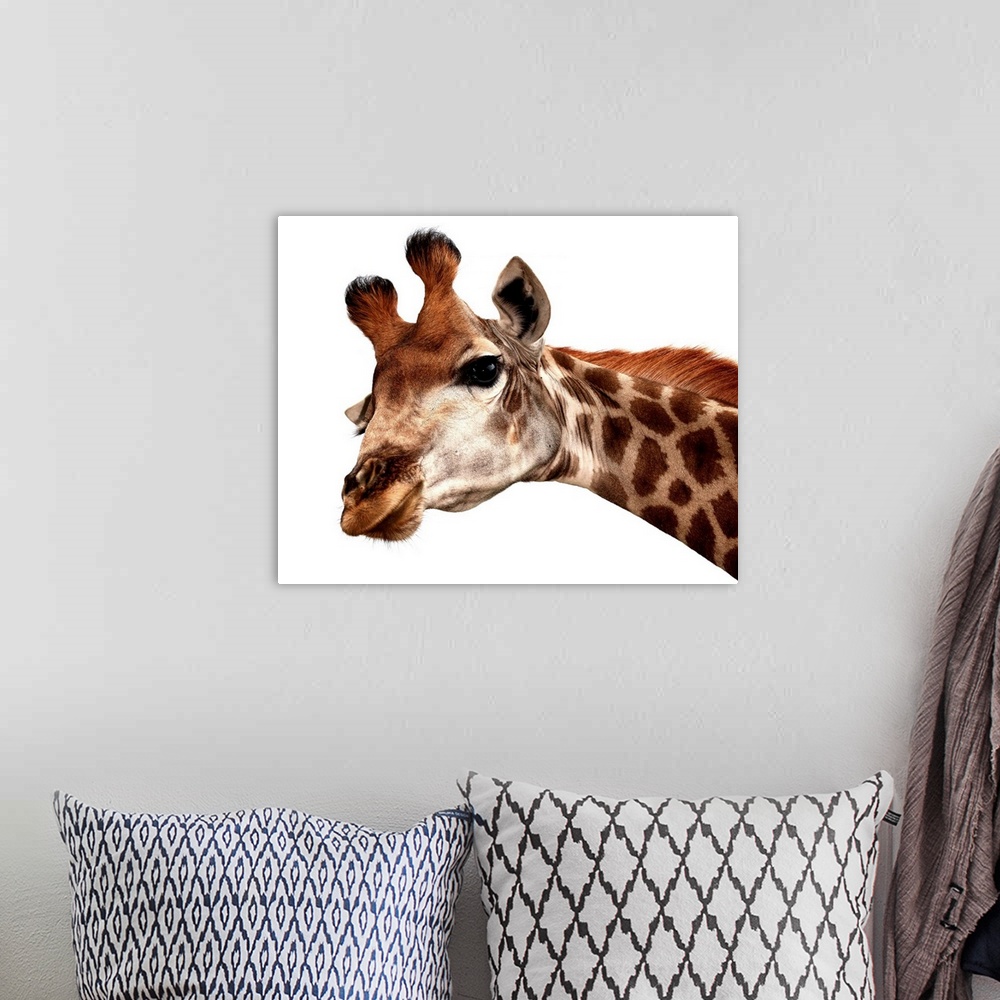 A bohemian room featuring Giraffe portrait against a white background.
