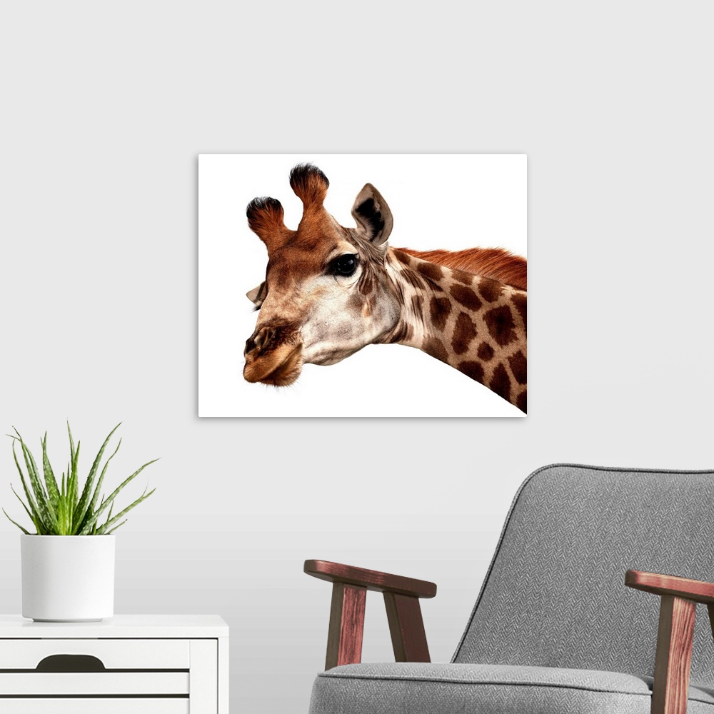 A modern room featuring Giraffe portrait against a white background.