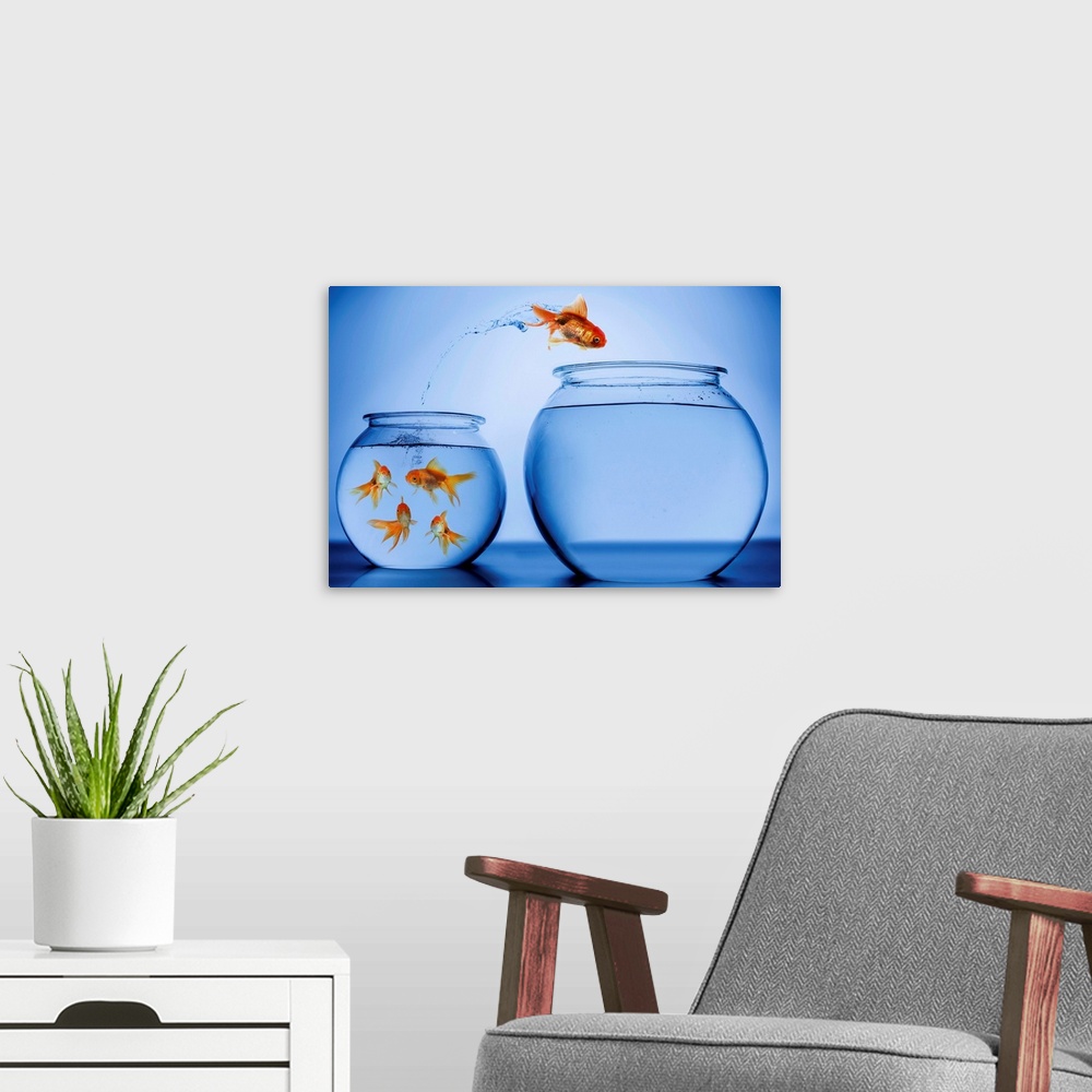 A modern room featuring Gold Fish jumping from one fish bowl to another.