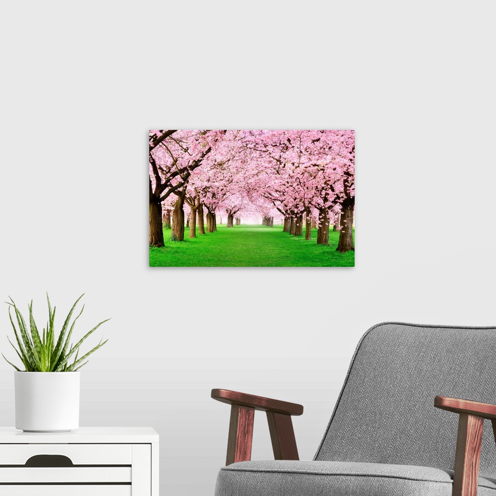 A modern room featuring Gourgeous Cherry Trees In Full Blossom