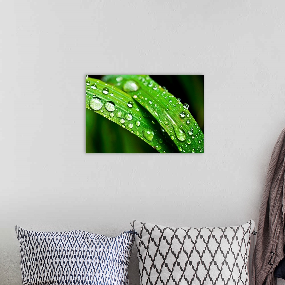 A bohemian room featuring Macro shoot of green grass with dew drops.