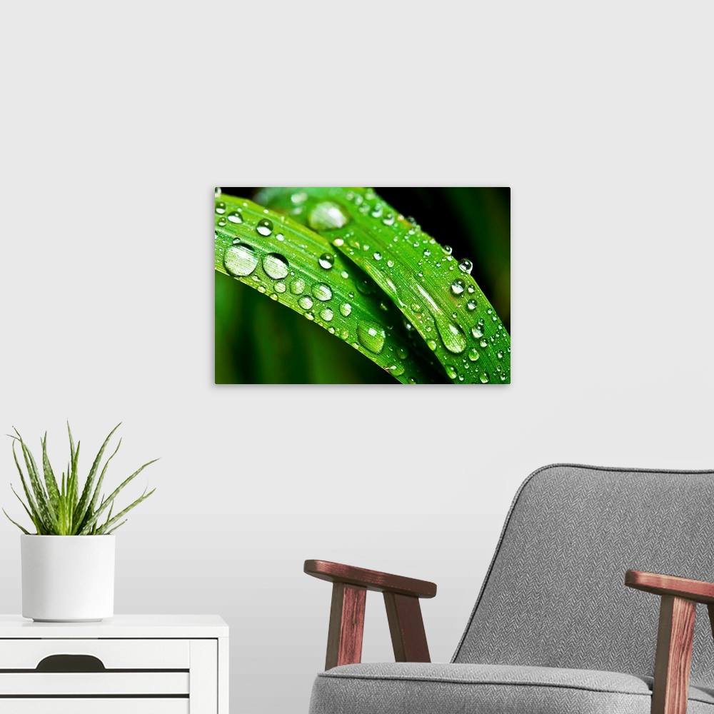A modern room featuring Macro shoot of green grass with dew drops.