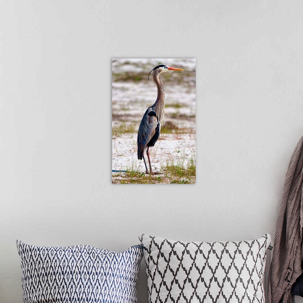 A bohemian room featuring Great Blue Heron in profile.