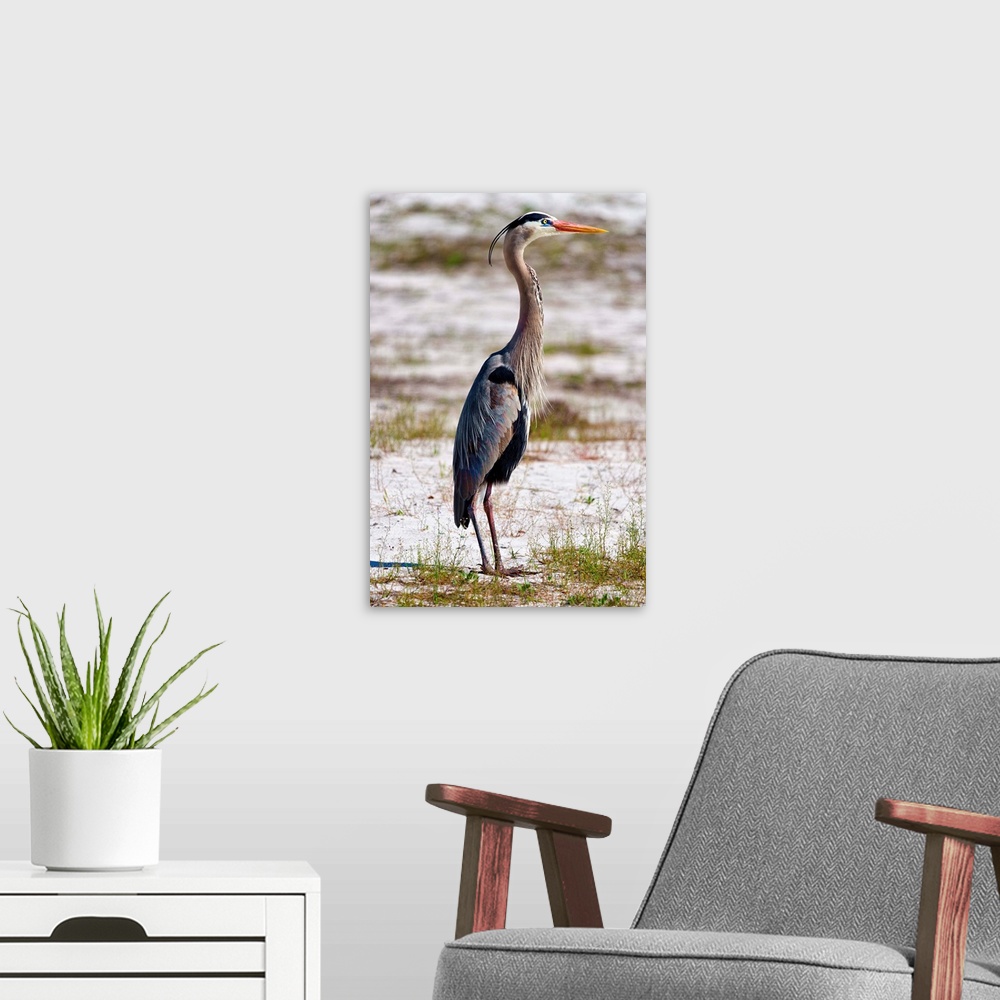 A modern room featuring Great Blue Heron in profile.