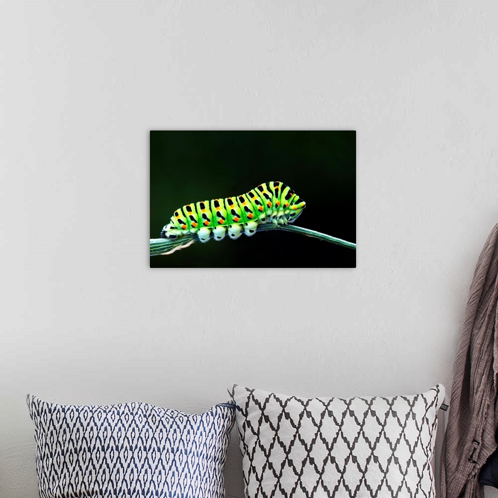 A bohemian room featuring Green Caterpillar on stem