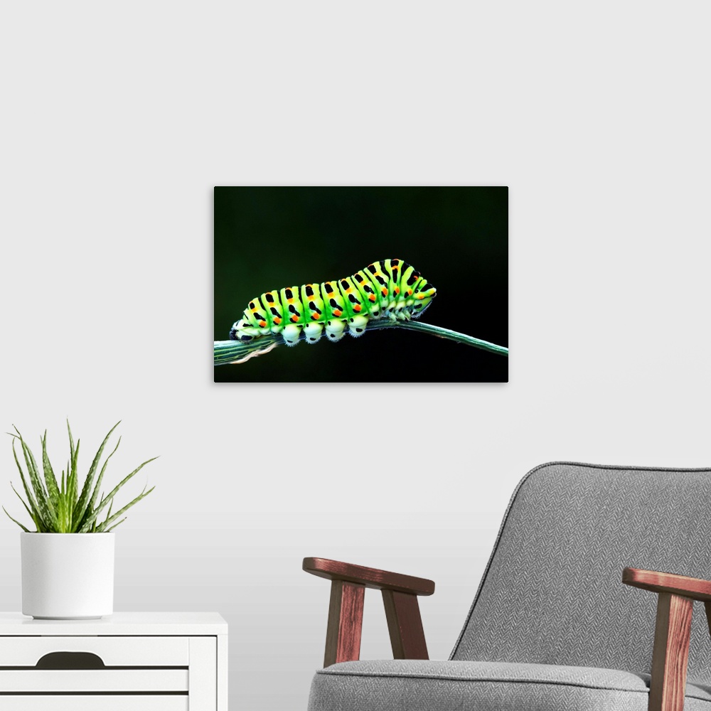 A modern room featuring Green Caterpillar on stem