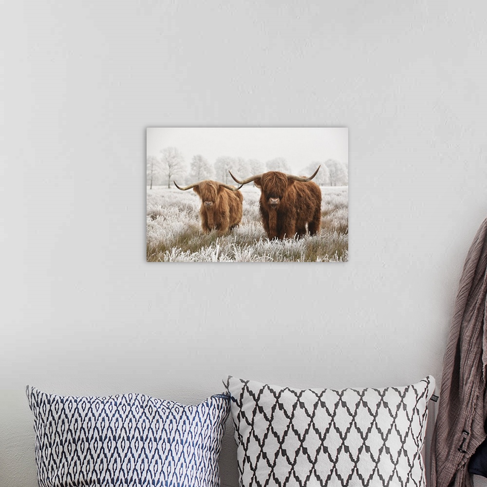 A bohemian room featuring Hairy Scottish highlanders in a natural winter landscape of a national park in the Drenthe region...