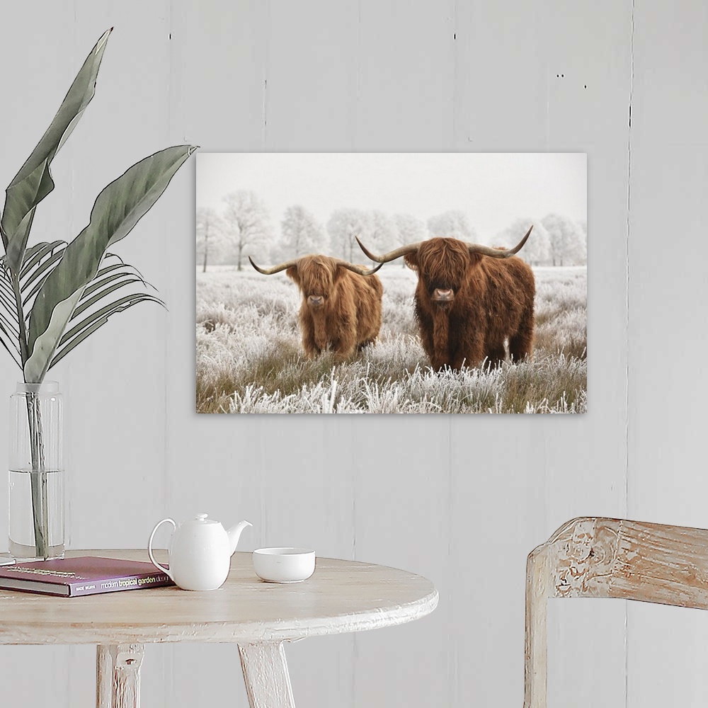 A farmhouse room featuring Hairy Scottish highlanders in a natural winter landscape of a national park in the Drenthe region...
