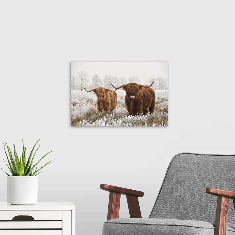 A modern room featuring Hairy Scottish highlanders in a natural winter landscape of a national park in the Drenthe region...