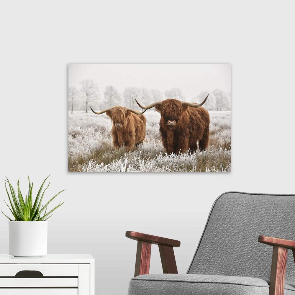 A modern room featuring Hairy Scottish highlanders in a natural winter landscape of a national park in the Drenthe region...