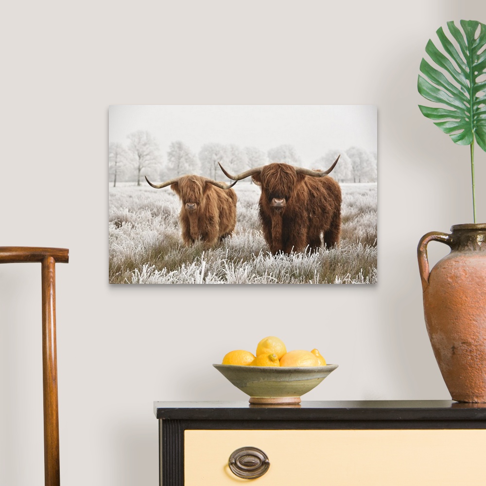 A traditional room featuring Hairy Scottish highlanders in a natural winter landscape of a national park in the Drenthe region...