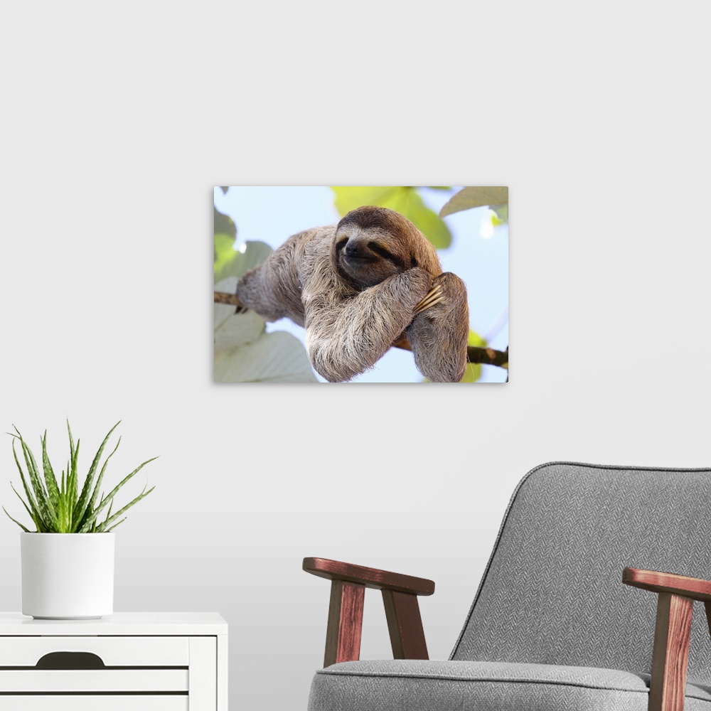 A modern room featuring A happy sloth hanging on a tree.