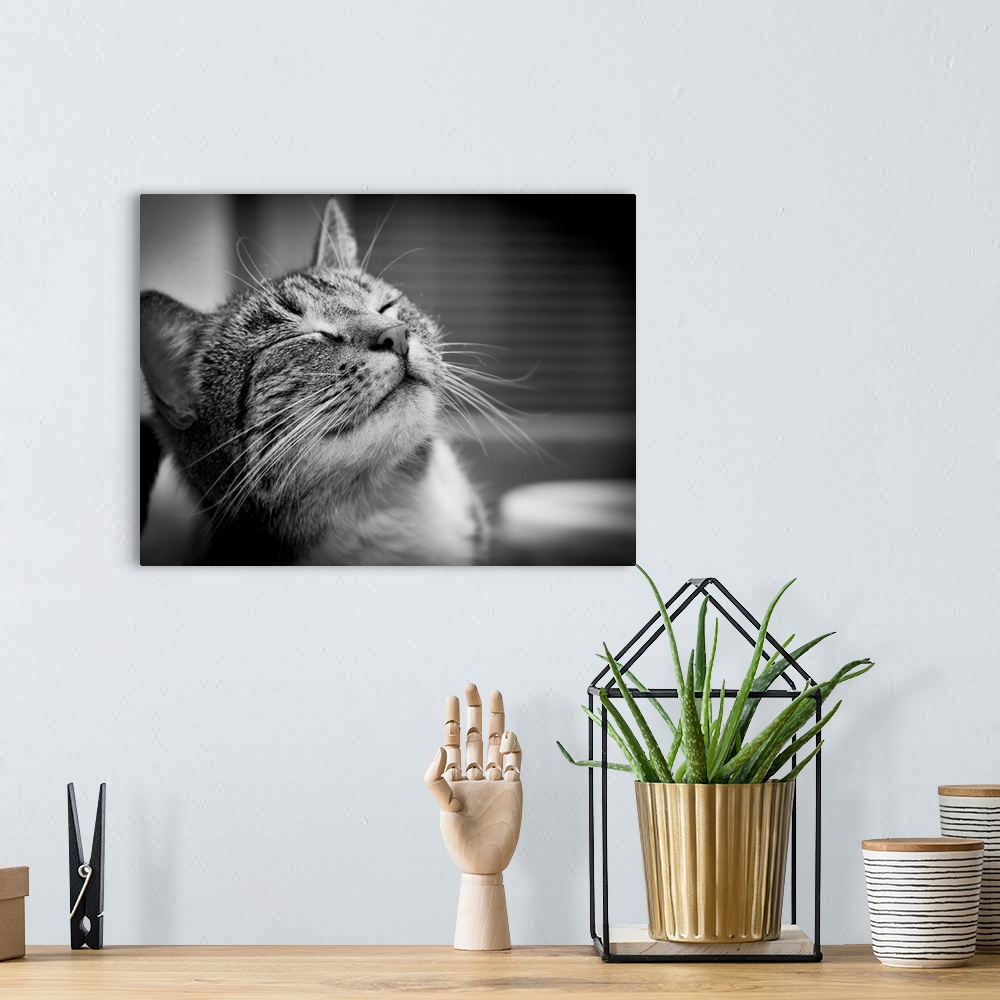 A bohemian room featuring Happy smiling cat portrait in black and white