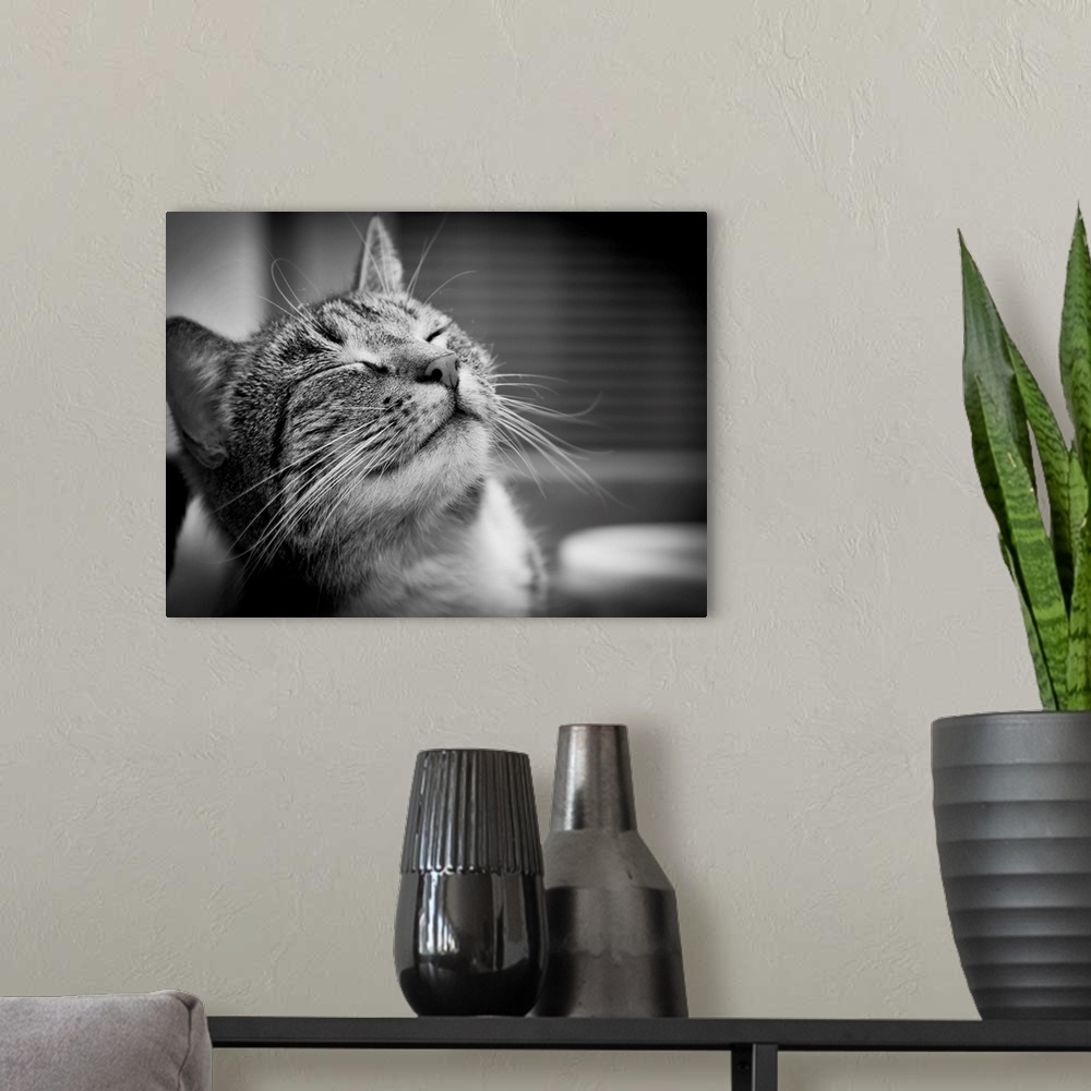 A modern room featuring Happy smiling cat portrait in black and white