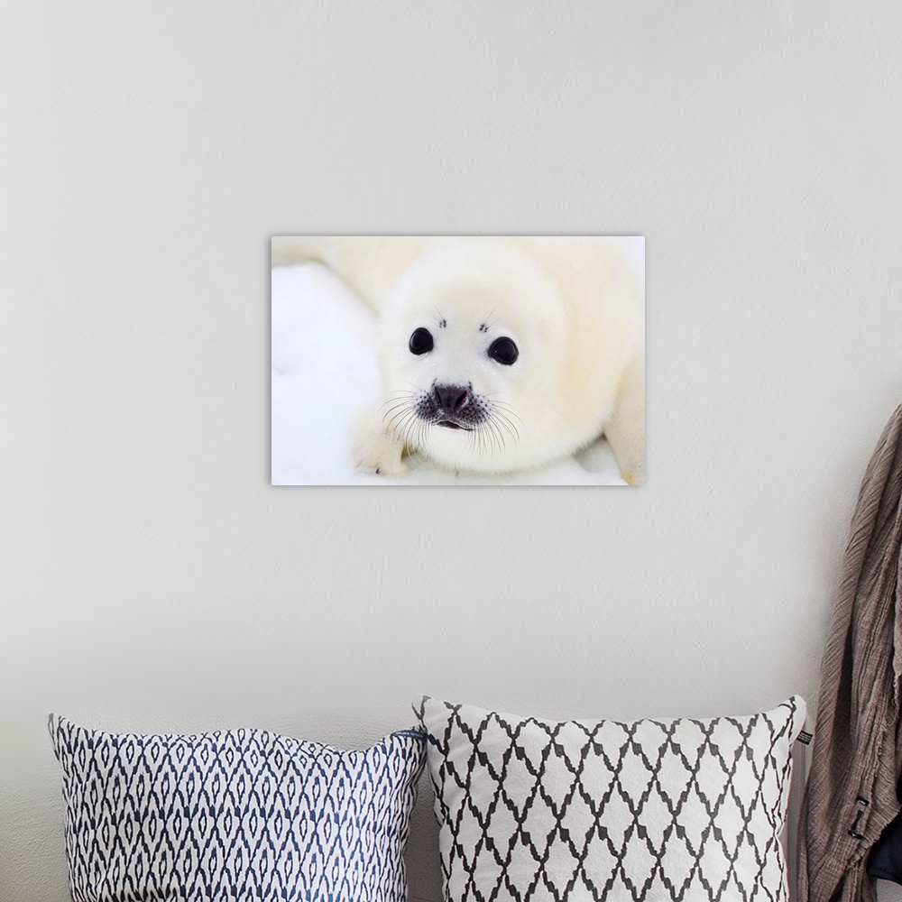 A bohemian room featuring Harp seal pup on ice of the White Sea