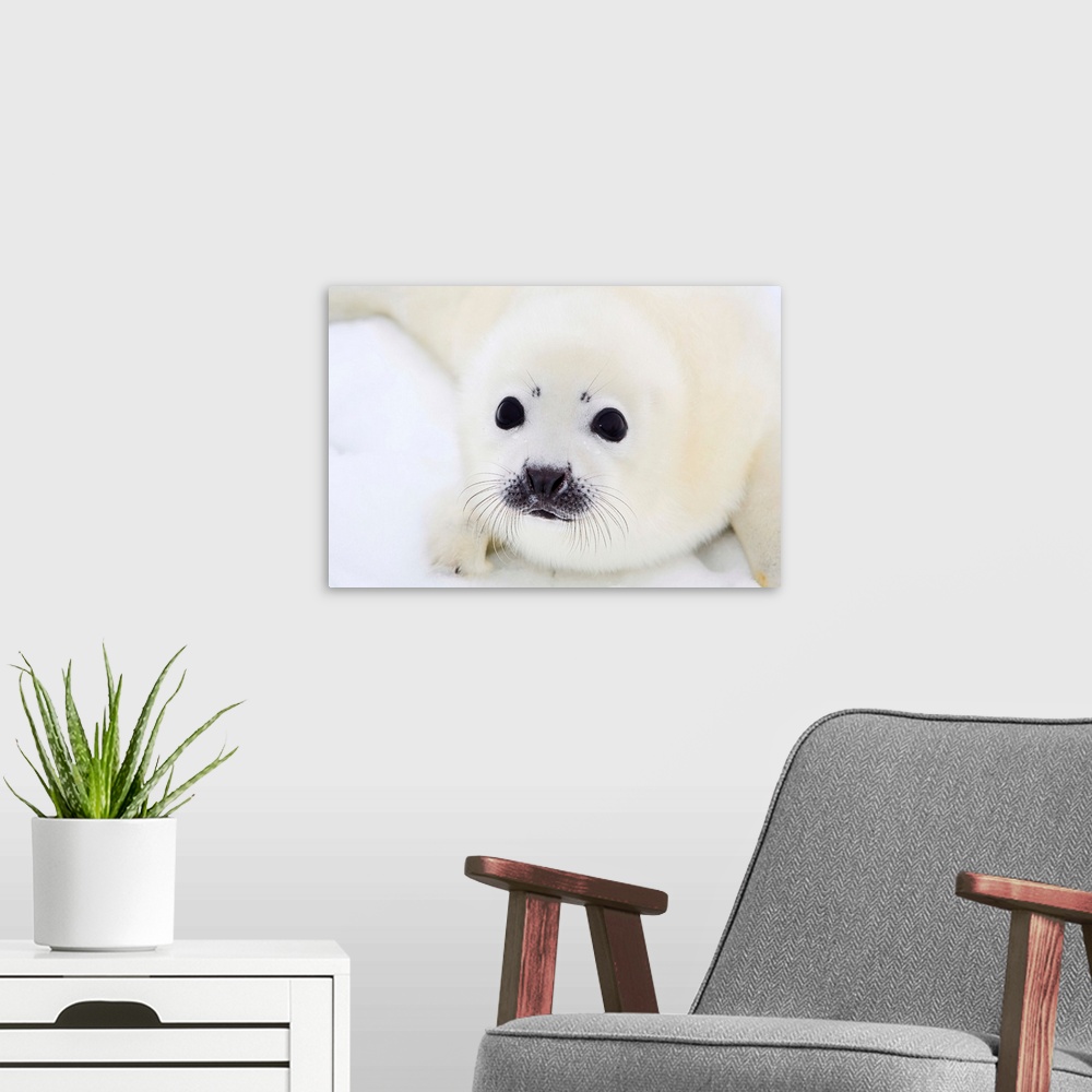 A modern room featuring Harp seal pup on ice of the White Sea