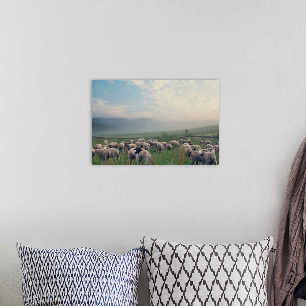 A bohemian room featuring Herd of sheep on beautiful mountain meadow