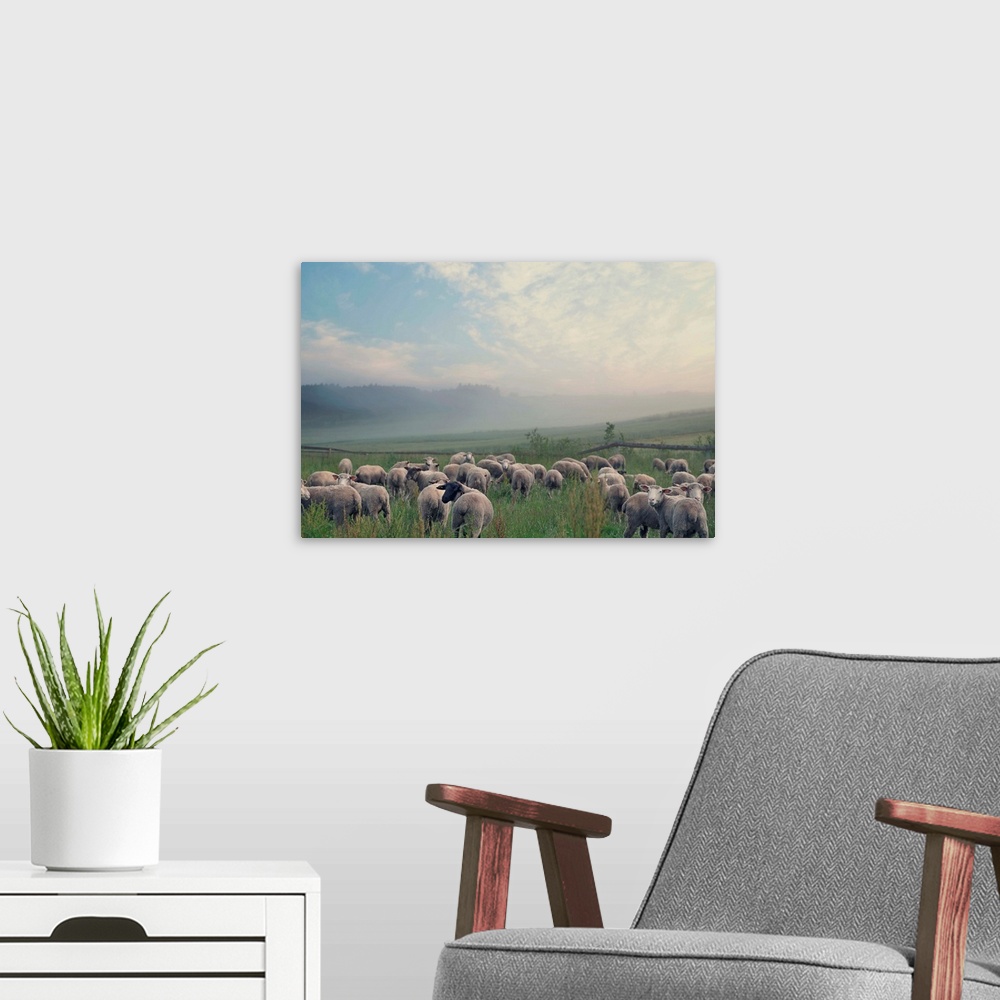 A modern room featuring Herd of sheep on beautiful mountain meadow