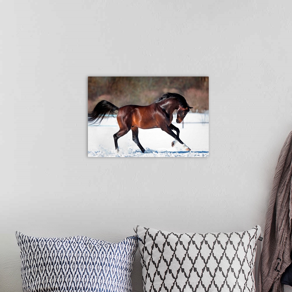 A bohemian room featuring Horse running in the snow.