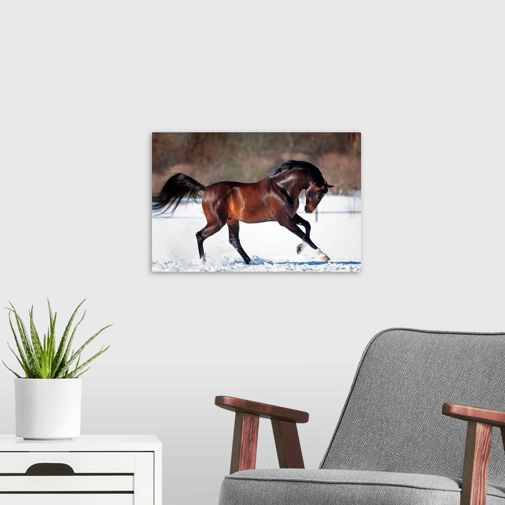 A modern room featuring Horse running in the snow.