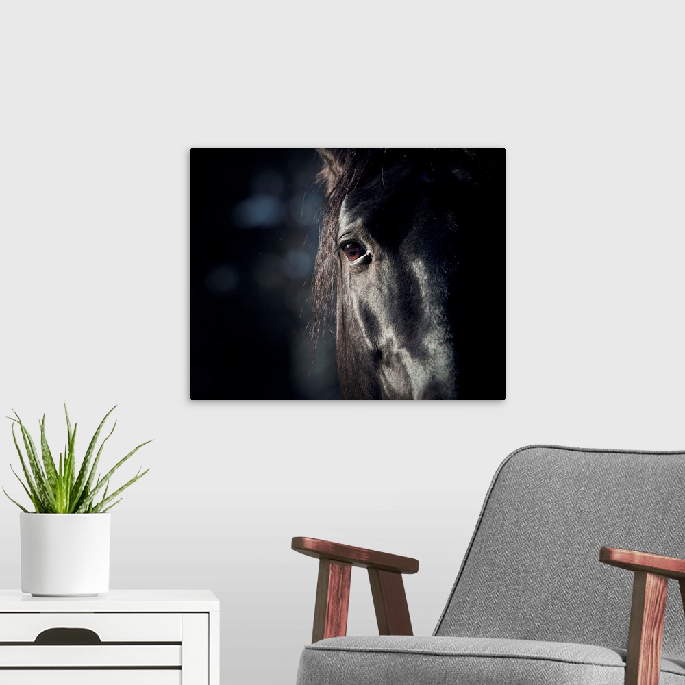 A modern room featuring Horse Eye In Dark