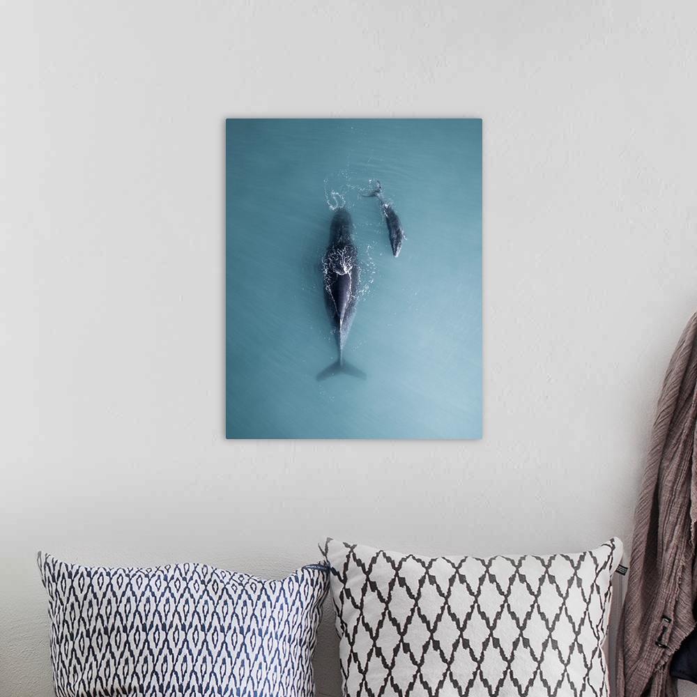 A bohemian room featuring Humpback Whale And Calf Sleeping