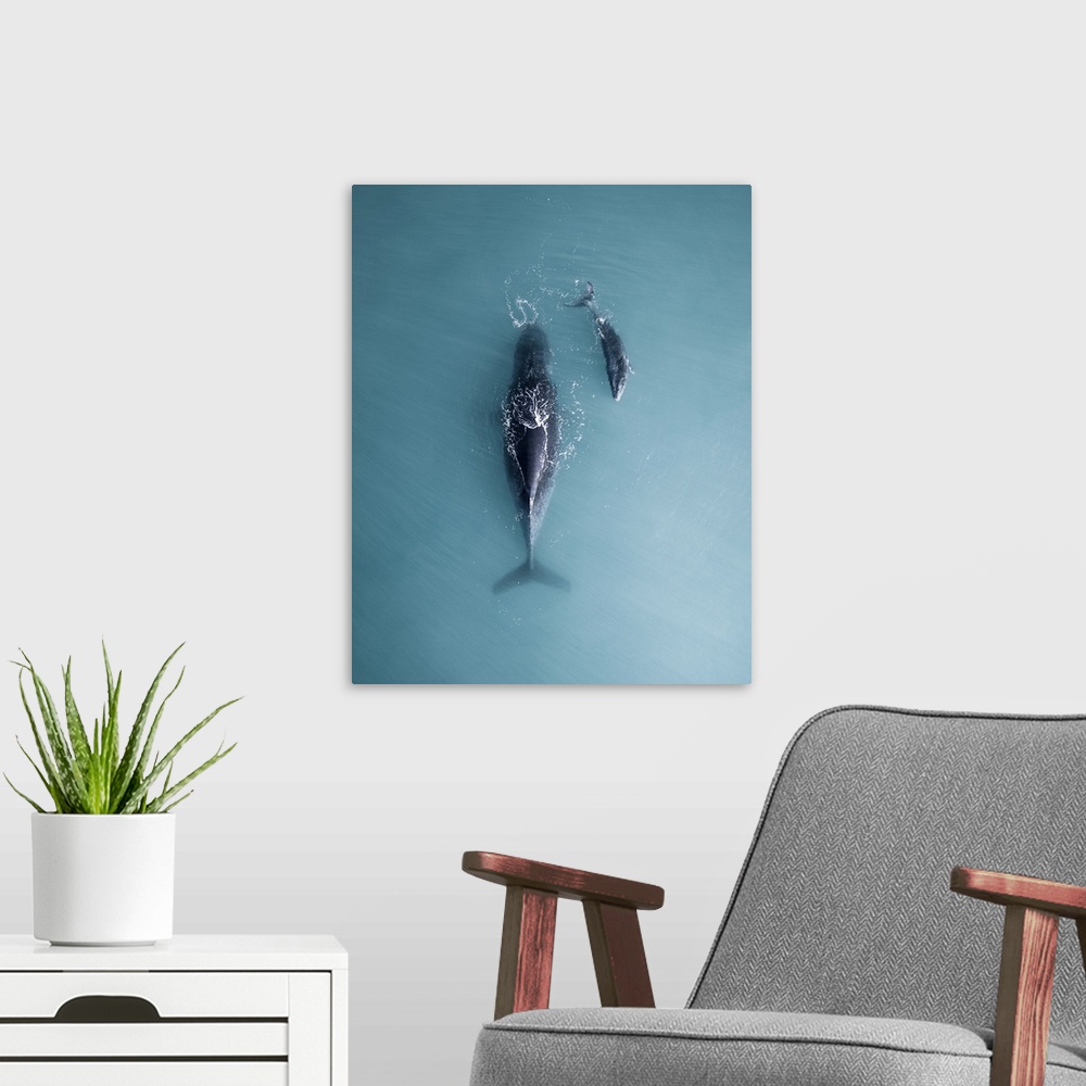 A modern room featuring Humpback Whale And Calf Sleeping