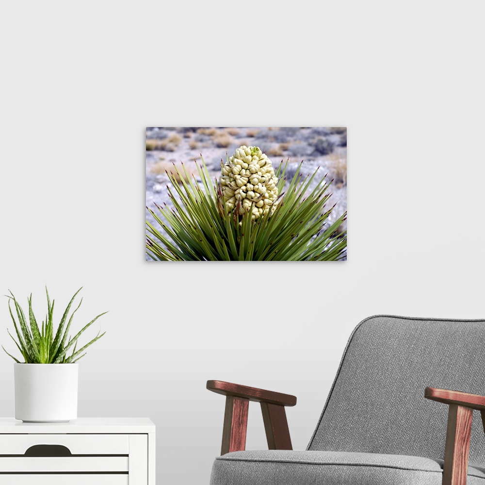 A modern room featuring Joshua Tree Bloom Captured In The Death Valley Desert in California.