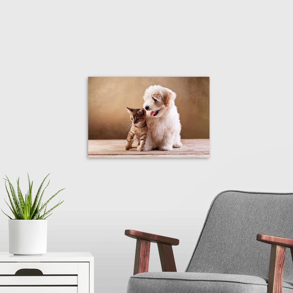 A modern room featuring Kitten and small fluffy dog