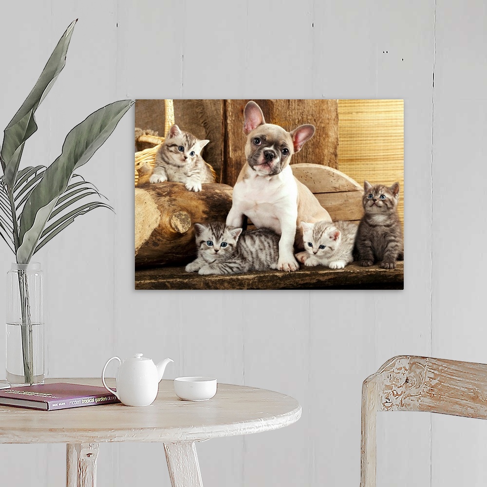 A farmhouse room featuring Kittens and French Bulldog puppy