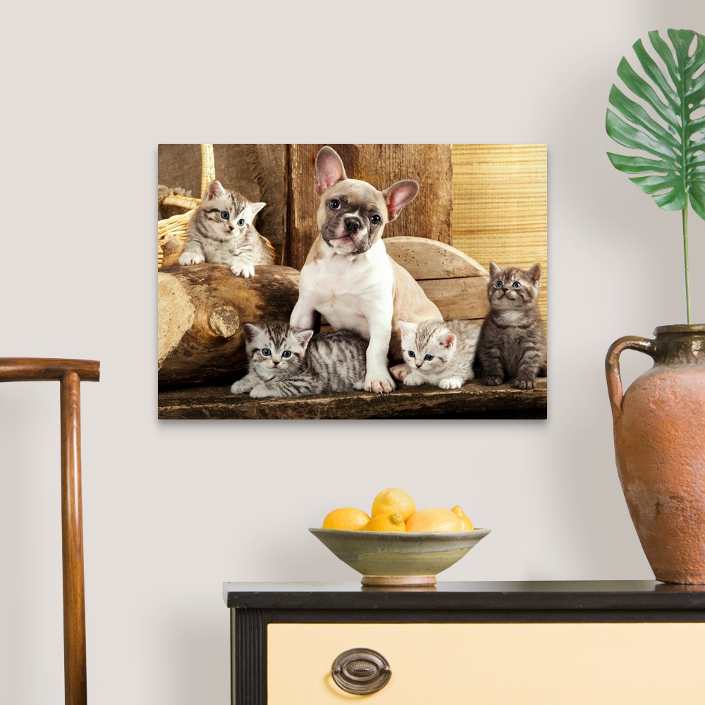 A traditional room featuring Kittens and French Bulldog puppy