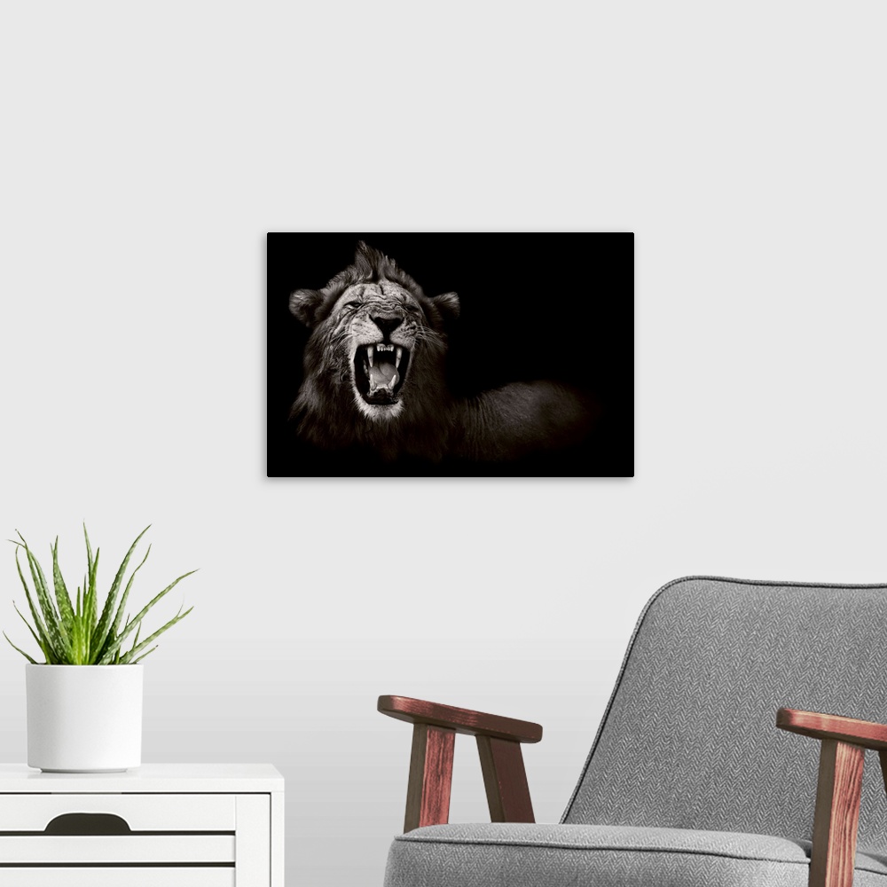 A modern room featuring Lion Displaying Dangerous Teeth