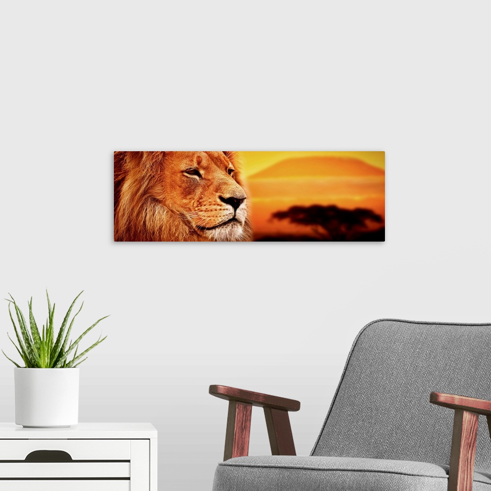 A modern room featuring Lion portrait on savanna landscape background and Mount Kilimanjaro at sunset.
