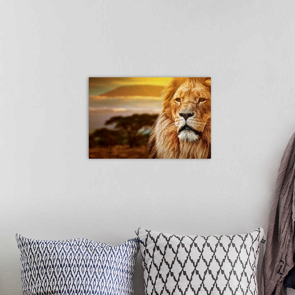A bohemian room featuring Lion portrait on savanna landscape background and Mount Kilimanjaro at sunset