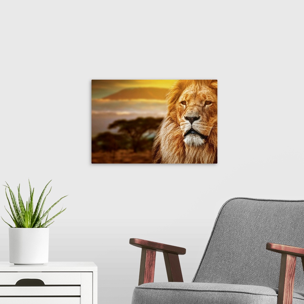 A modern room featuring Lion portrait on savanna landscape background and Mount Kilimanjaro at sunset