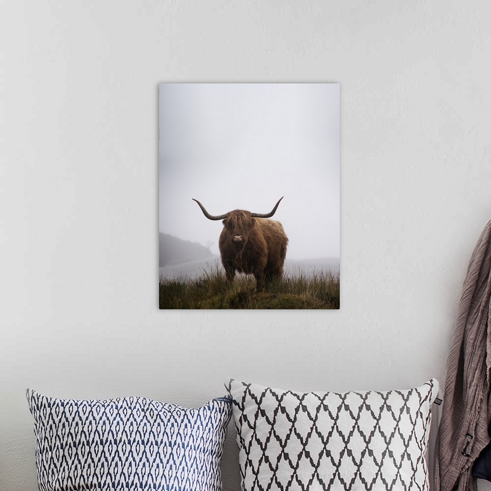 A bohemian room featuring Lone Highland Cow standing in foggy field on the Isle of Skye in Scotland.