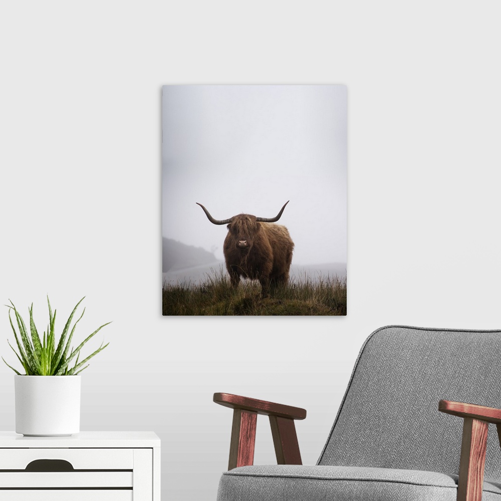 A modern room featuring Lone Highland Cow standing in foggy field on the Isle of Skye in Scotland.