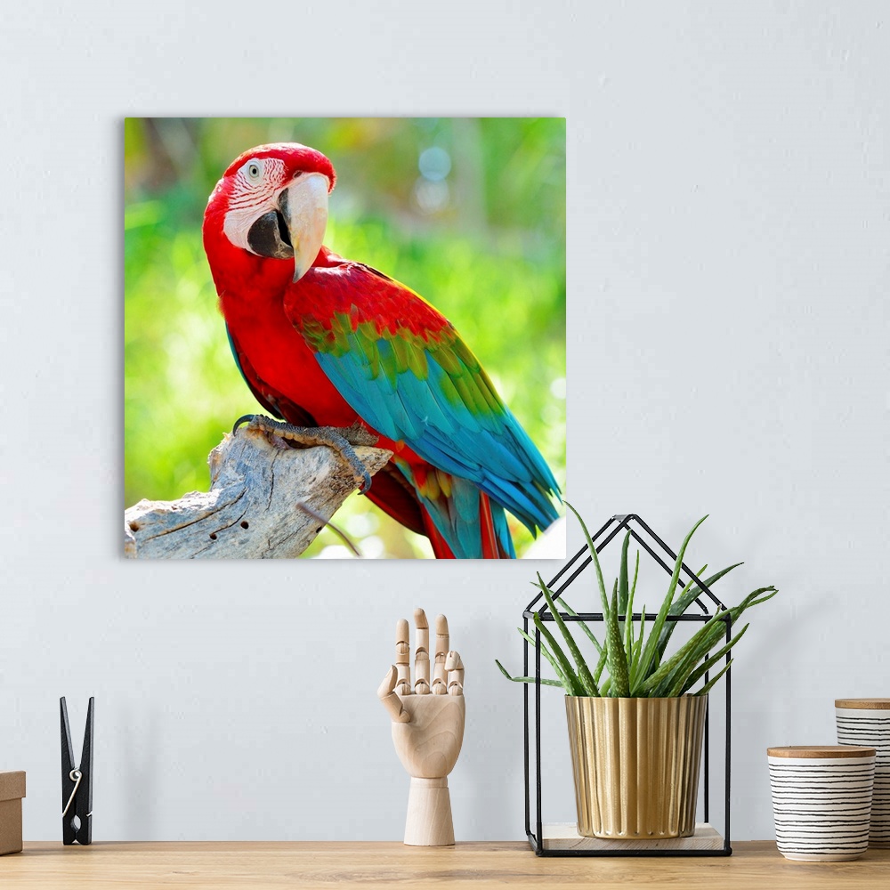 A bohemian room featuring Macaw sitting on branch