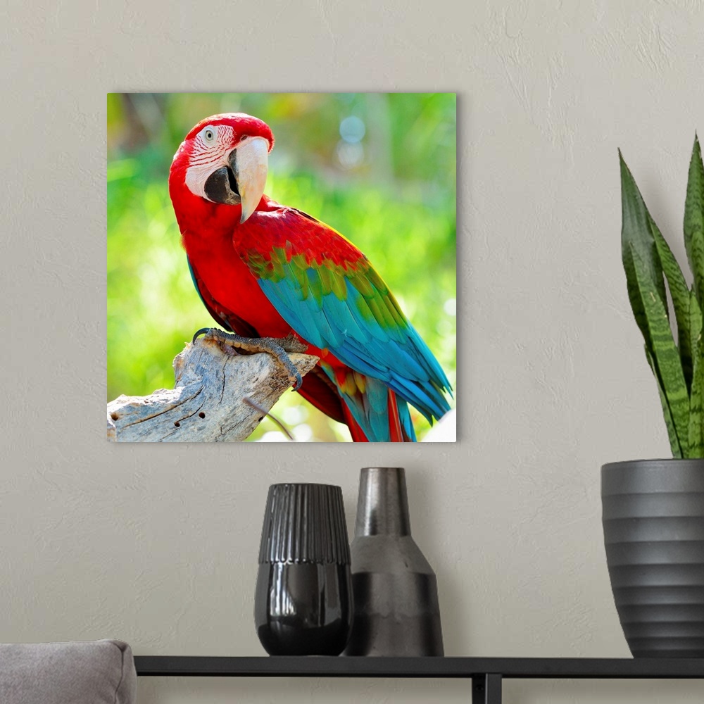 A modern room featuring Macaw sitting on branch