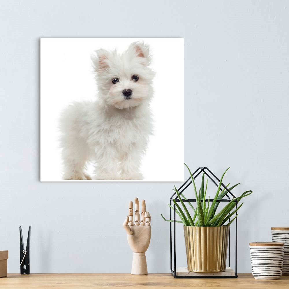 A bohemian room featuring Maltese puppy