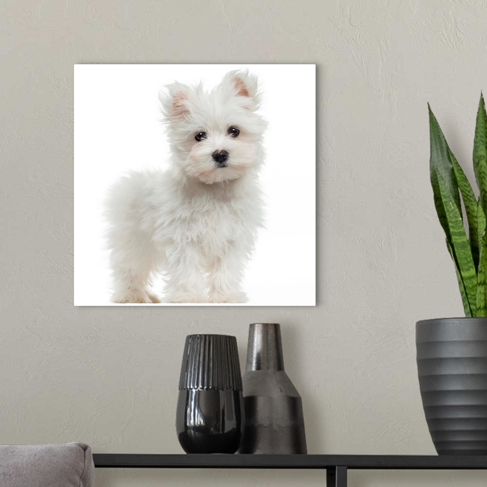 A modern room featuring Maltese puppy
