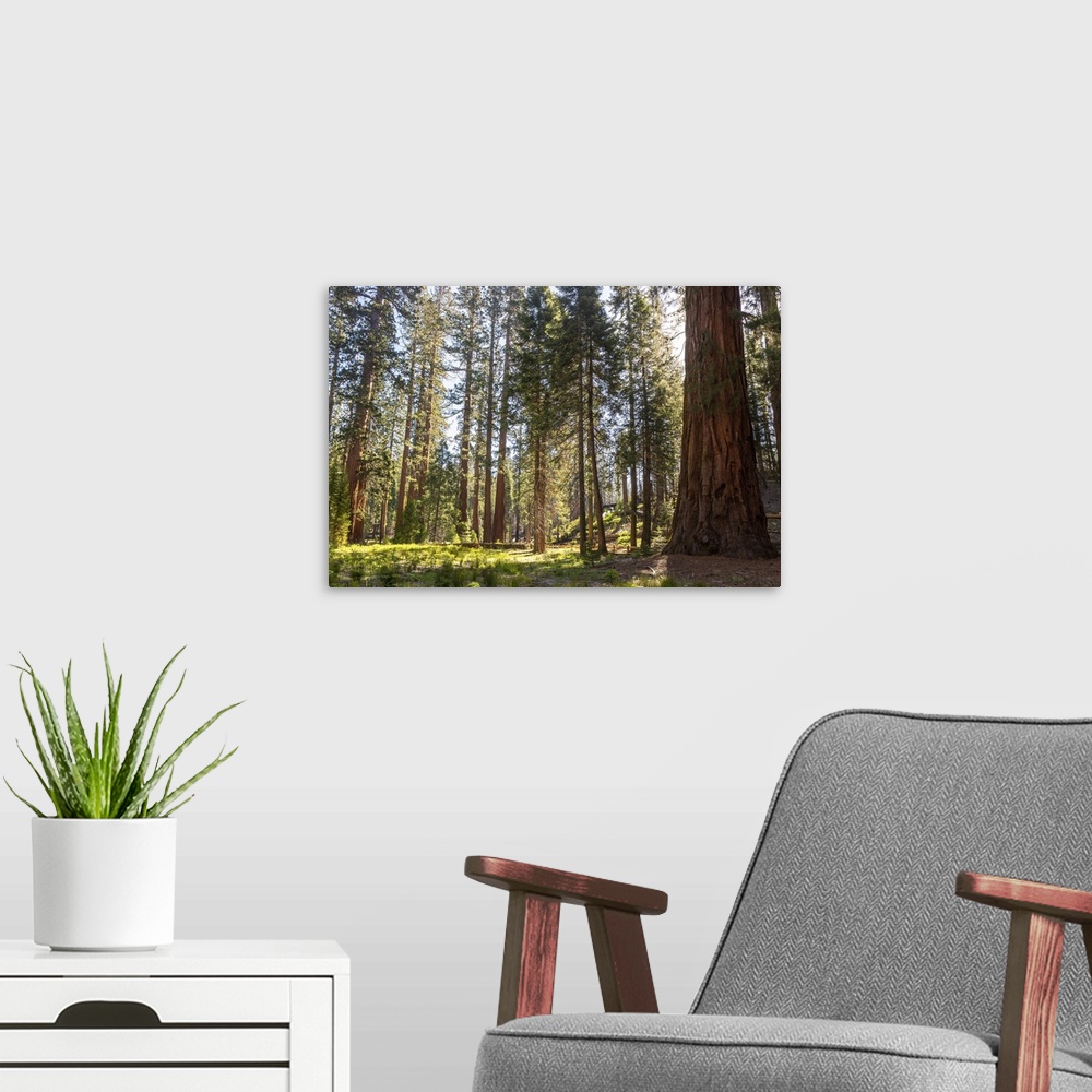 A modern room featuring Mariposa Grove, Yosemite National Park, California