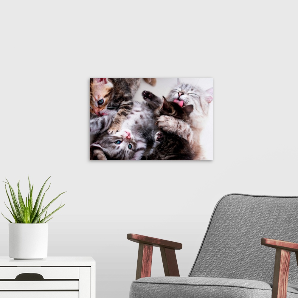 A modern room featuring Mother cat and kittens