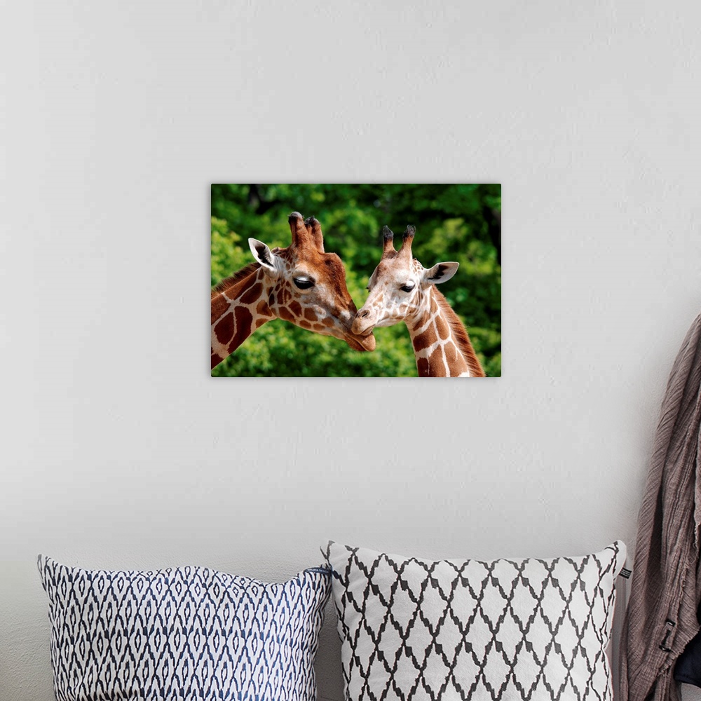 A bohemian room featuring Mother giraffe with its young.